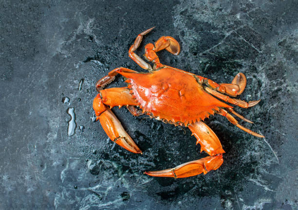 istock isolated steamed whole blue crab on wet marble background 1144204110