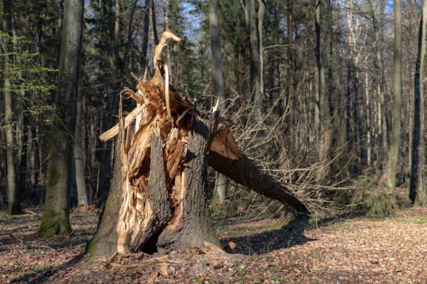 istock Old tree broken by the wind in the forest. Damage caused by storms in the forest area. Season of the spring. 1144205298