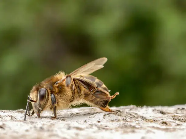 close up from a working bee on a rock