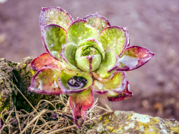 istock interest close up from a wet echeveria with a little frog. 1144205711