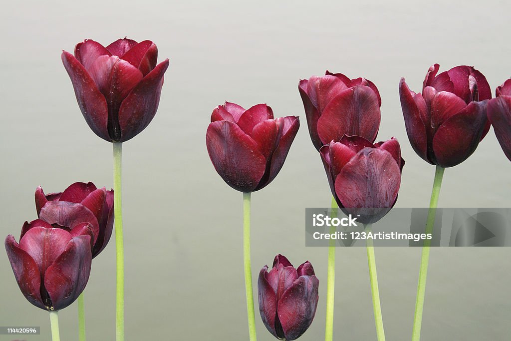 Tulipe fleur aux Pays-Bas au soleil - Photo de Agriculture libre de droits