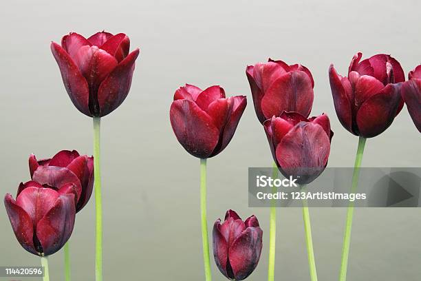 Holandia Tulip Bloom W Słońcu - zdjęcia stockowe i więcej obrazów Bez ludzi - Bez ludzi, Bliskie zbliżenie, Czerwony