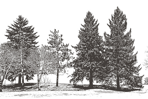 Engraving vector of a row of trees including pine trees