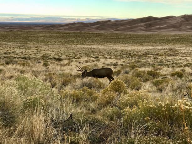 istock Mule Deer, Great Sand Dunes National Park, Colorado 1144206814