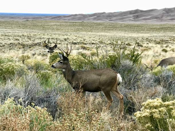 istock Mule Deer, Great Sand Dunes National Park, Colorado 1144206841