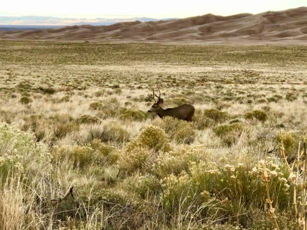istock Mule Deer, Great Sand Dunes National Park, Colorado 1144206871