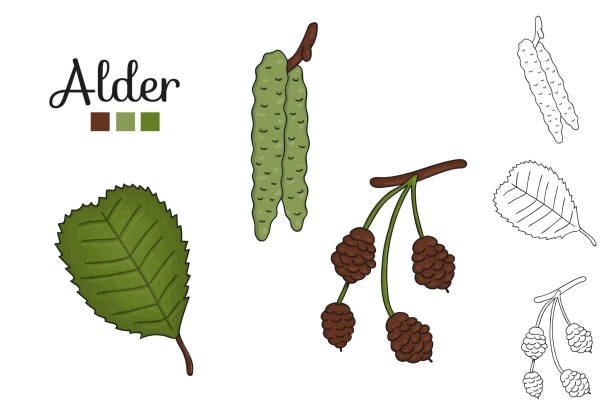 Vector set of alder tree elements isolated on white background. Botanical illustration of alder leaf, brunch, flowers, fruits, ament, cone. Black and white clip art. alder tree drawing stock illustrations