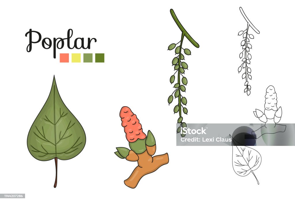Vector Poplar Tree Vector Set Of Poplar Tree Elements Isolated On White Background Stock ...
