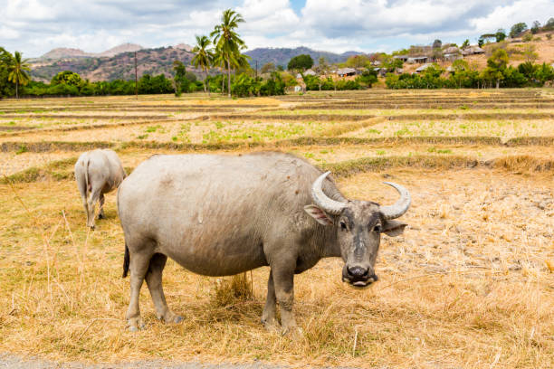 Animal stock in Southeast Asia. Two zebu, buffaloes or cows, cattle on a field. Village on a hill in rural East Timor - Timor-Leste, near Baucau, Vemasse, Caicua stock photo