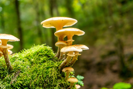 fungi on woodland trail
