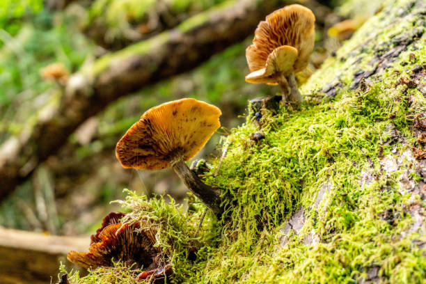 istock fungi on woodland trail 1144208005
