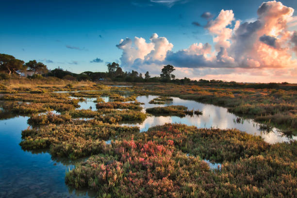 tramonto nelle saline di carboneros, a chiclana de la fontera, spagna - swamp moody sky marsh standing water foto e immagini stock