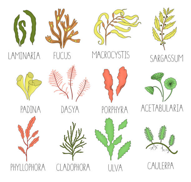 Vector  colored set of seaweeds isolated on white background. Colorful collection of laminaria, focus, macrocystis,sargassum, padina, dasya, porphyra, phyllophora, cladophora, ulva, acetabularia. sargassum stock illustrations