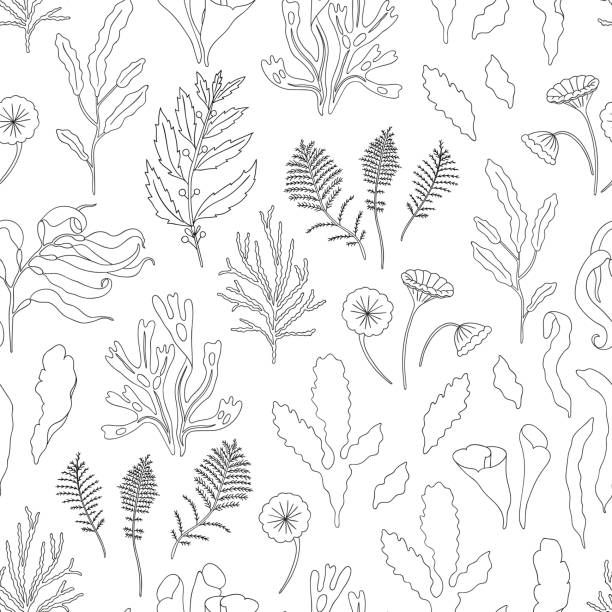 Vector black and white seamless pattern of seaweeds. Monochrome repeating background with laminaria, focus, macrocystis, sargassum, padina, dasya, porphyra, phyllophora, cladophora, ulva, acetabularia. sargassum stock illustrations