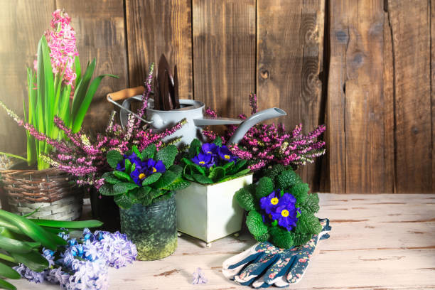 istock Gardening tools and flowers in the pots 1144209868