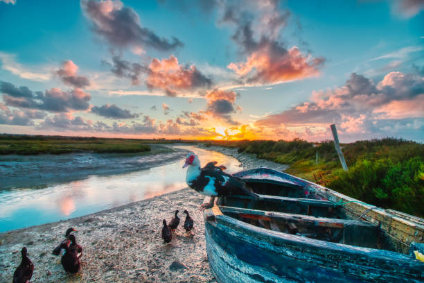 por do sol dramático com barcos e patos no parque natural salinas de carboneros, em chiclana de la frontera, uma cidade turística na província de cadiz, spain - swamp moody sky marsh standing water - fotografias e filmes do acervo