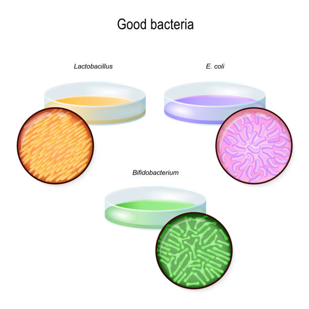 ilustrações, clipart, desenhos animados e ícones de um prato de petri com colônias bacterianas. flora intestinal. - petri dish bacterium microbiology streptococcus