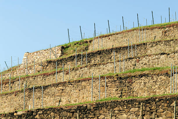 vinho terraces - trockenmauer imagens e fotografias de stock