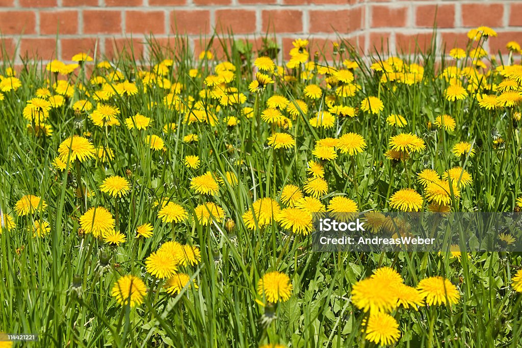 diente de león - Foto de stock de Amarillo - Color libre de derechos