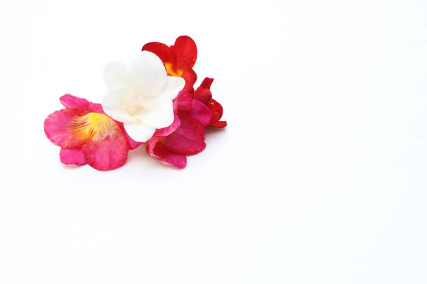 istock flower head of freesia in a white background 1144212321