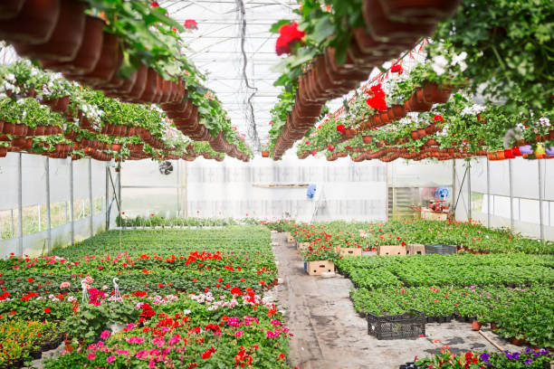 istock Greenhouse flower nursery 1144213213