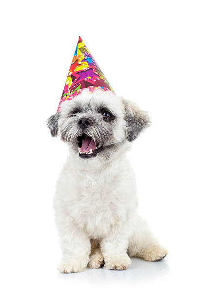 istock Bichon Havanese wearing a colorful party hat 114421433