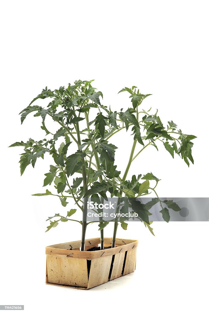 Tomato seedling  Agriculture Stock Photo