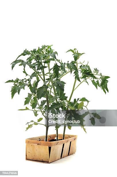 Tomato Seedling Stock Photo - Download Image Now - Agriculture, Backgrounds, Color Image