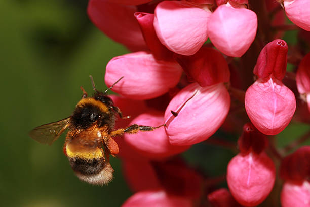 bumble bee stock photo