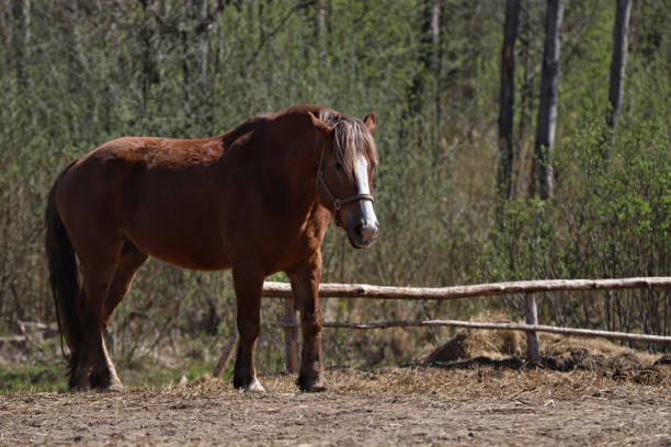 istock Horse in field 1144217179