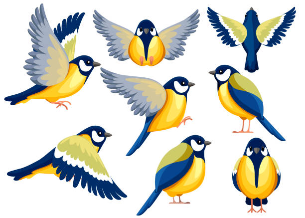 красочный набор иконок птицы titmouse . плоский дизайн мультипликационного персонажа. значок птицы в разной стороне зрения. симпатичный шаблон - большая синица stock illustrations