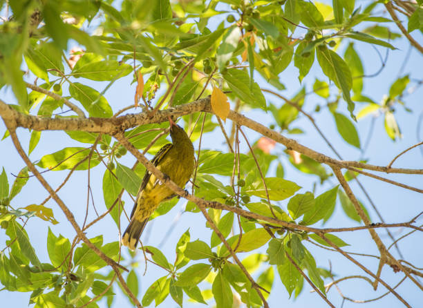istock Low Angle View of Green Oriole 1144218054