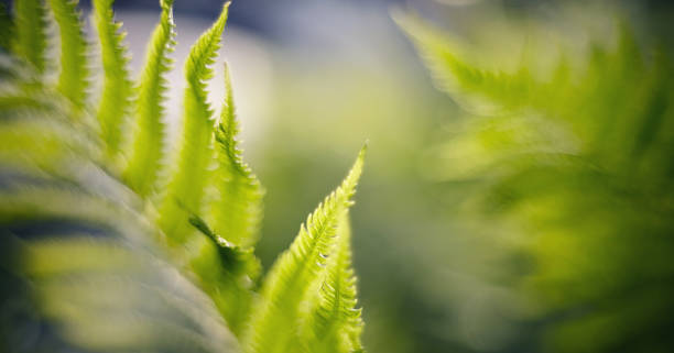 istock Blurred background with bokeh with fern leaves 1144223264