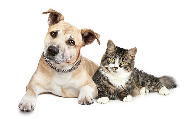 istock Staffordshire terrier dog and cat 114422348