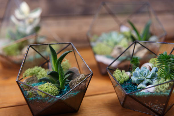 istock Florarium Glass vase with succulent plant. 1144224043