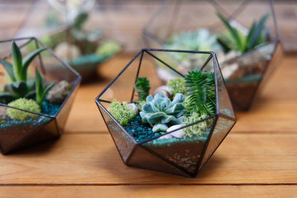 istock Florarium Glass vase with succulent plant. 1144224063