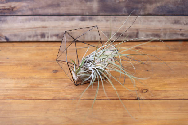 istock Florarium Glass vase with succulent plant. 1144224078