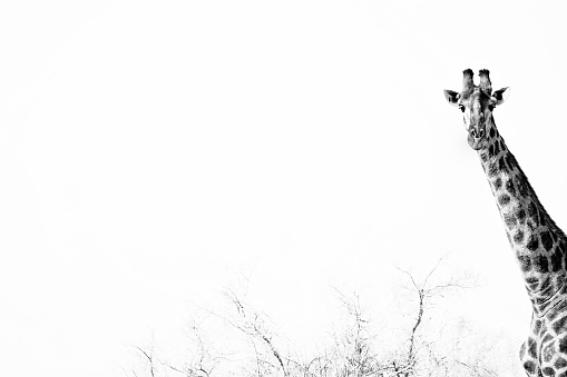 Watchful elegant giraffe. Black and white photography.