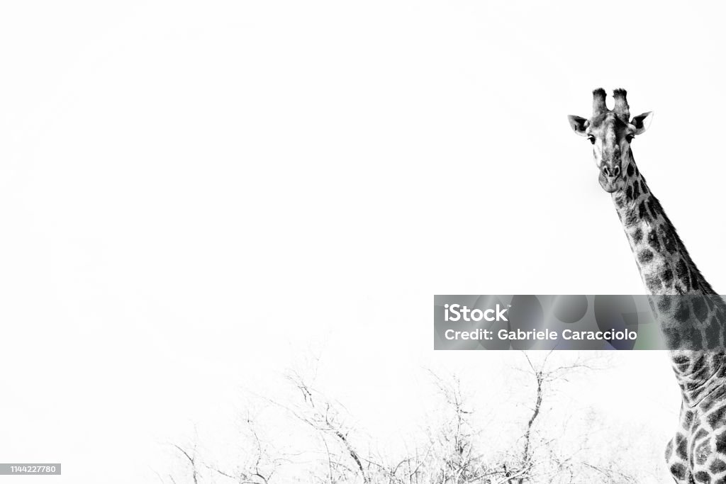Watchful elegant giraffe. Watchful elegant giraffe. Black and white photography. Black And White Stock Photo
