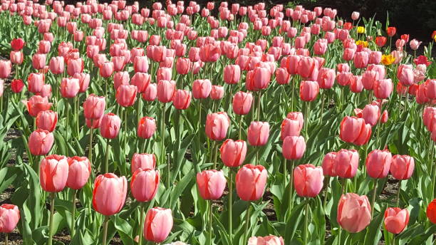 istock Pink Tulip frenzy 1144229260