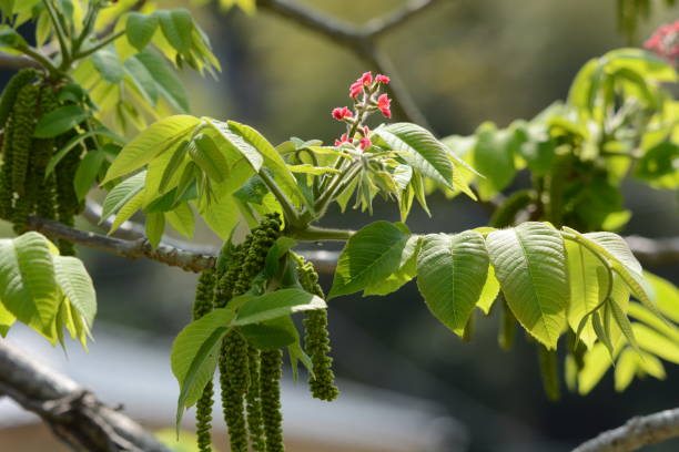 istock Manchurian walnut flowers 1144229375