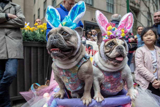 NEW YORK, NY - APRIL 21: Dogs dressed in costumes participate in the Easter Parade and Bonnet Festival, Sunday, April 21, 2019, in New York. (Photo by Gordon Donovan/Getty Images)