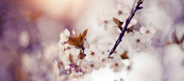istock Branches of the blossoming cherry 1144230111