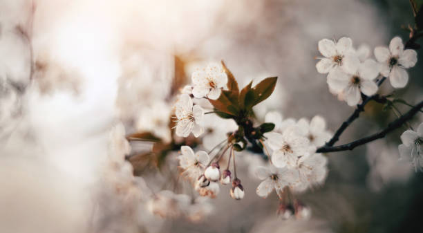 istock Blossoming of cherry flowers 1144230119