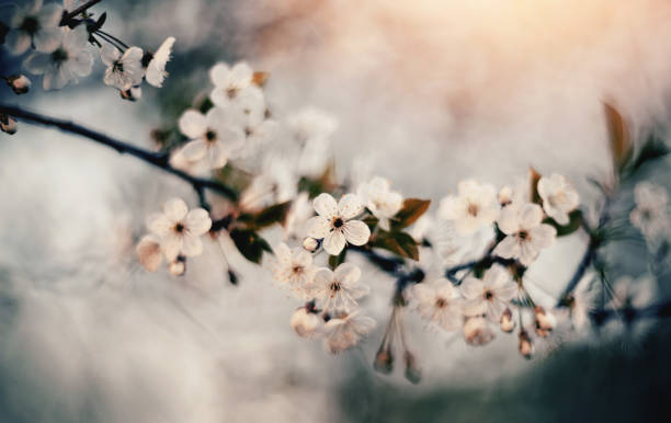 istock Branch with white flowers of a cherry tree 1144230132