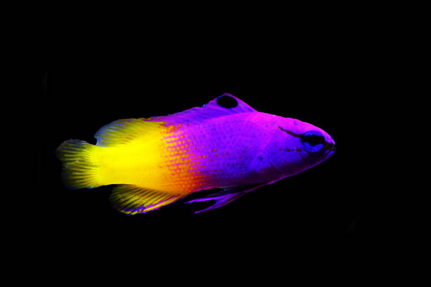 royal programme-(loreto programme) - imperial angelfish imagens e fotografias de stock