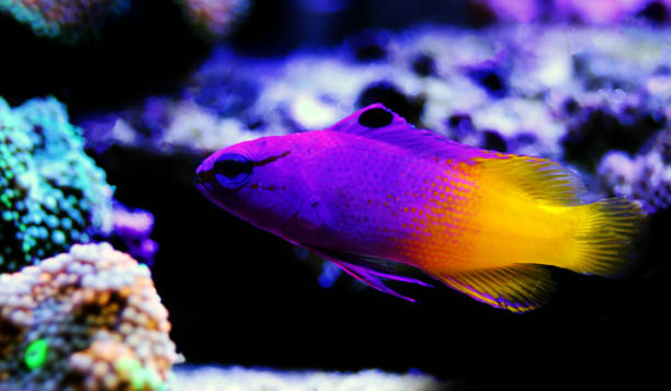 royal programme-(loreto programme) - imperial angelfish imagens e fotografias de stock