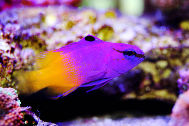 royal programme-(loreto programme) - imperial angelfish imagens e fotografias de stock