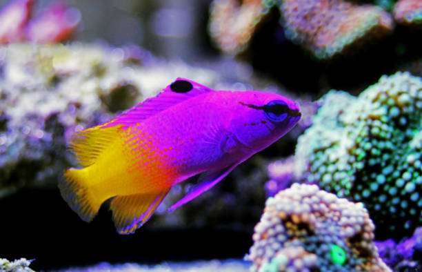 royal programme-(loreto programme) - imperial angelfish imagens e fotografias de stock