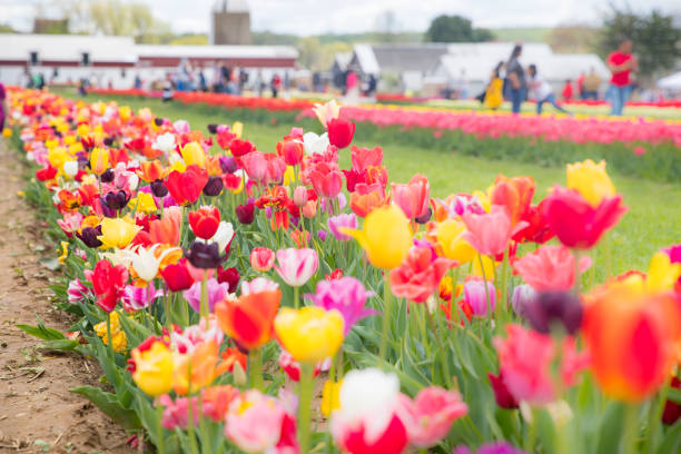 istock Flower beds with colorful tulips 1144230982